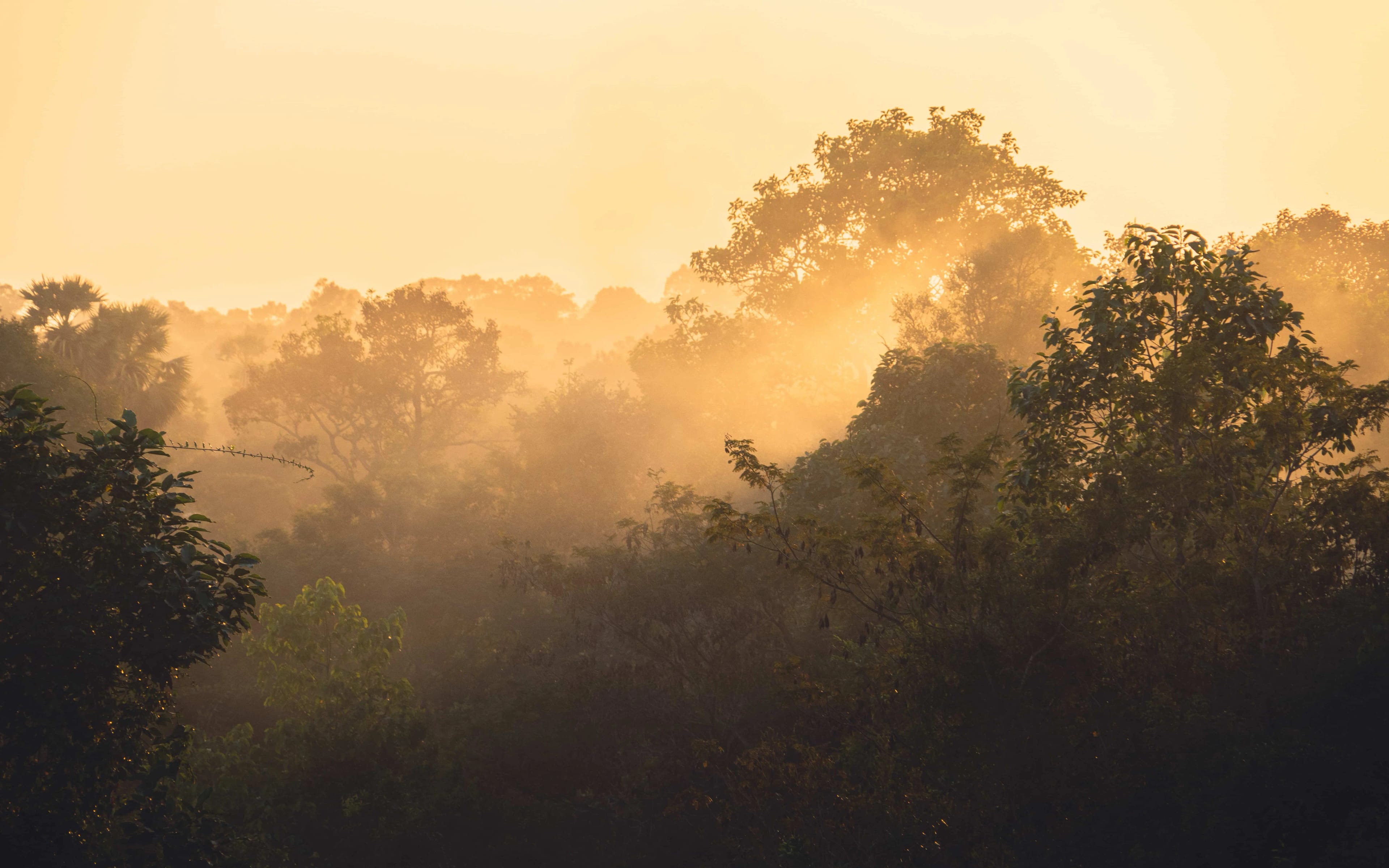 Portfolio photographie de Félix Orain - Paysage brumeux au Cambodge